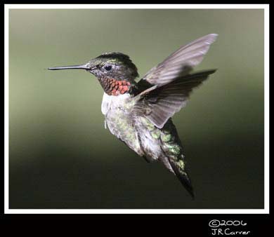 Hummingbird_59134_2980ww