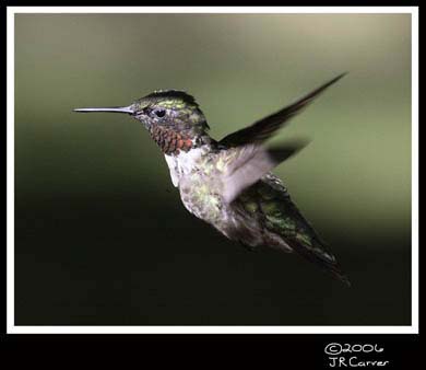 Hummingbird_59135_2983ww