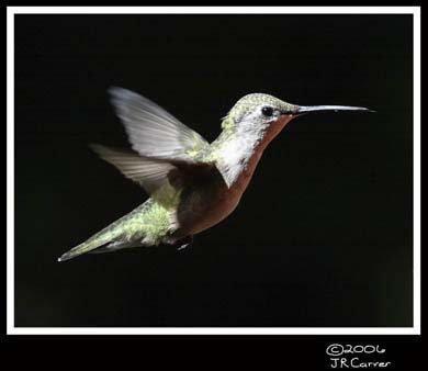 Hummingbird_59136_2999ww