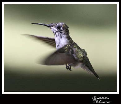 Hummingbird_59137_3020ww