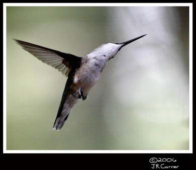 Hummingbird_59138_3076ww