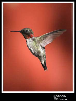 Hummingbird_59139_3099ww