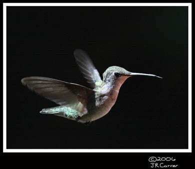 Hummingbird_59141_3141ww