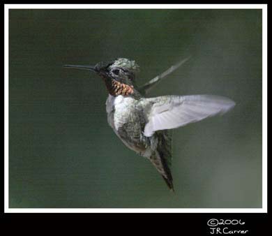 Hummingbird_59144_3266ww