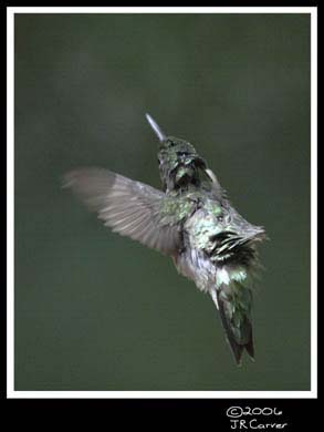 Hummingbird_59145_3279ww