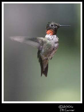 Hummingbird_59146_3321ww