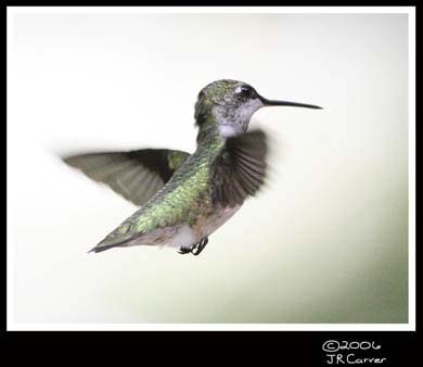 Hummingbird_59147_3345ww