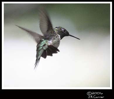 Hummingbird_59149_3355ww