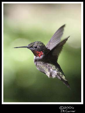 Hummingbird_59151_3439ww