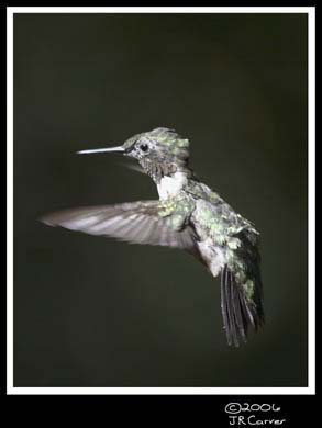 Hummingbird_59153_3466ww