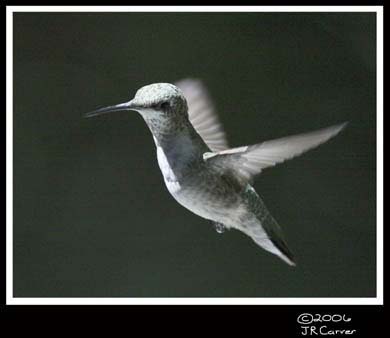 Hummingbird_59154_3511ww