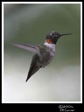 Hummingbird_59156_3560ww