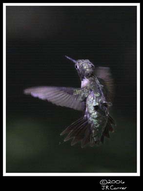 Hummingbird_59157_3635ww