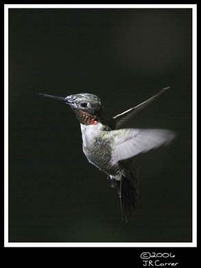 Hummingbird_59158_3636ww