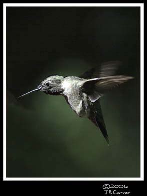 Hummingbird_59159_3660ww