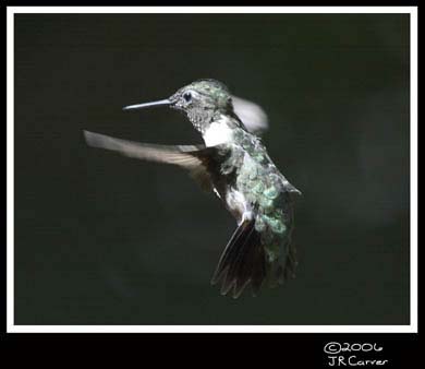 Hummingbird_59160_3669ww