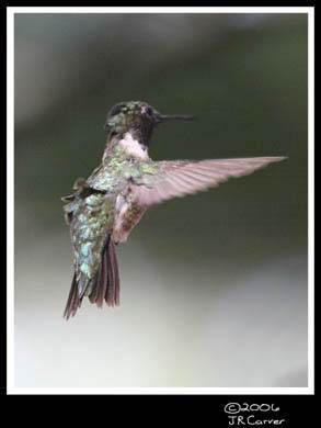 Hummingbird_59161_3688ww