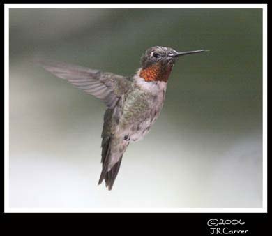 Hummingbird_59162_3695ww