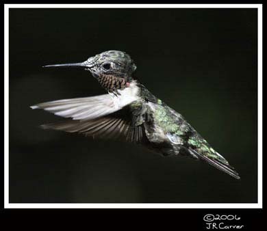 Hummingbird_59163_3725ww
