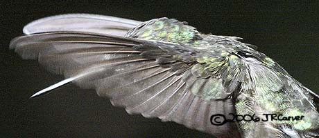 Hummingbird_59164_3733c