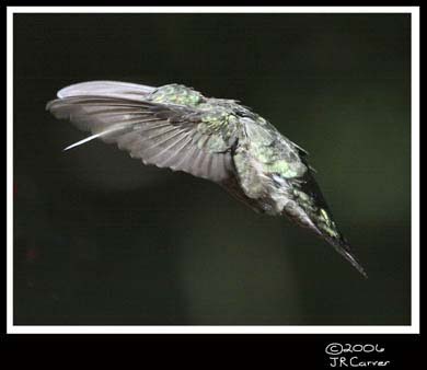 Hummingbird_59164_3733ww