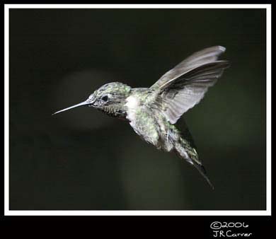 Hummingbird_59165_3735ww