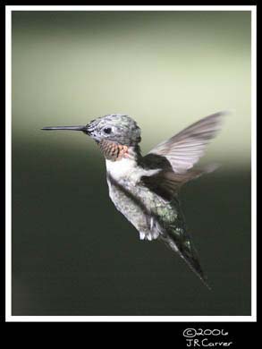 Hummingbird_59167_3745ww