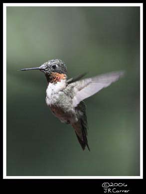 Hummingbird_59173_3827ww
