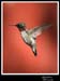 Hummingbird_59139_3099ww