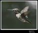 Hummingbird_59142_3155ww