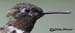 Hummingbird_59143_3186c