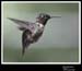 Hummingbird_59143_3186ww