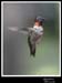 Hummingbird_59146_3321ww