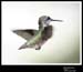 Hummingbird_59147_3345ww