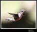 Hummingbird_59150_3431ww