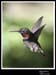 Hummingbird_59151_3439ww