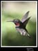 Hummingbird_59151_3439ww