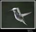 Hummingbird_59154_3511ww