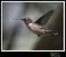 Hummingbird_59155_3513ww
