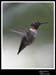 Hummingbird_59156_3560ww