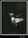 Hummingbird_59158_3636ww