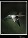 Hummingbird_59159_3660ww