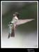 Hummingbird_59161_3688ww