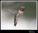 Hummingbird_59162_3695ww
