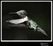 Hummingbird_59163_3725ww