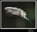Hummingbird_59164_3733ww