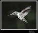 Hummingbird_59165_3735ww