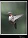 Hummingbird_59173_3827ww