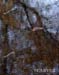 21008_PA175686c8x10aucont