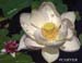 P8028622c11x14Lotus1